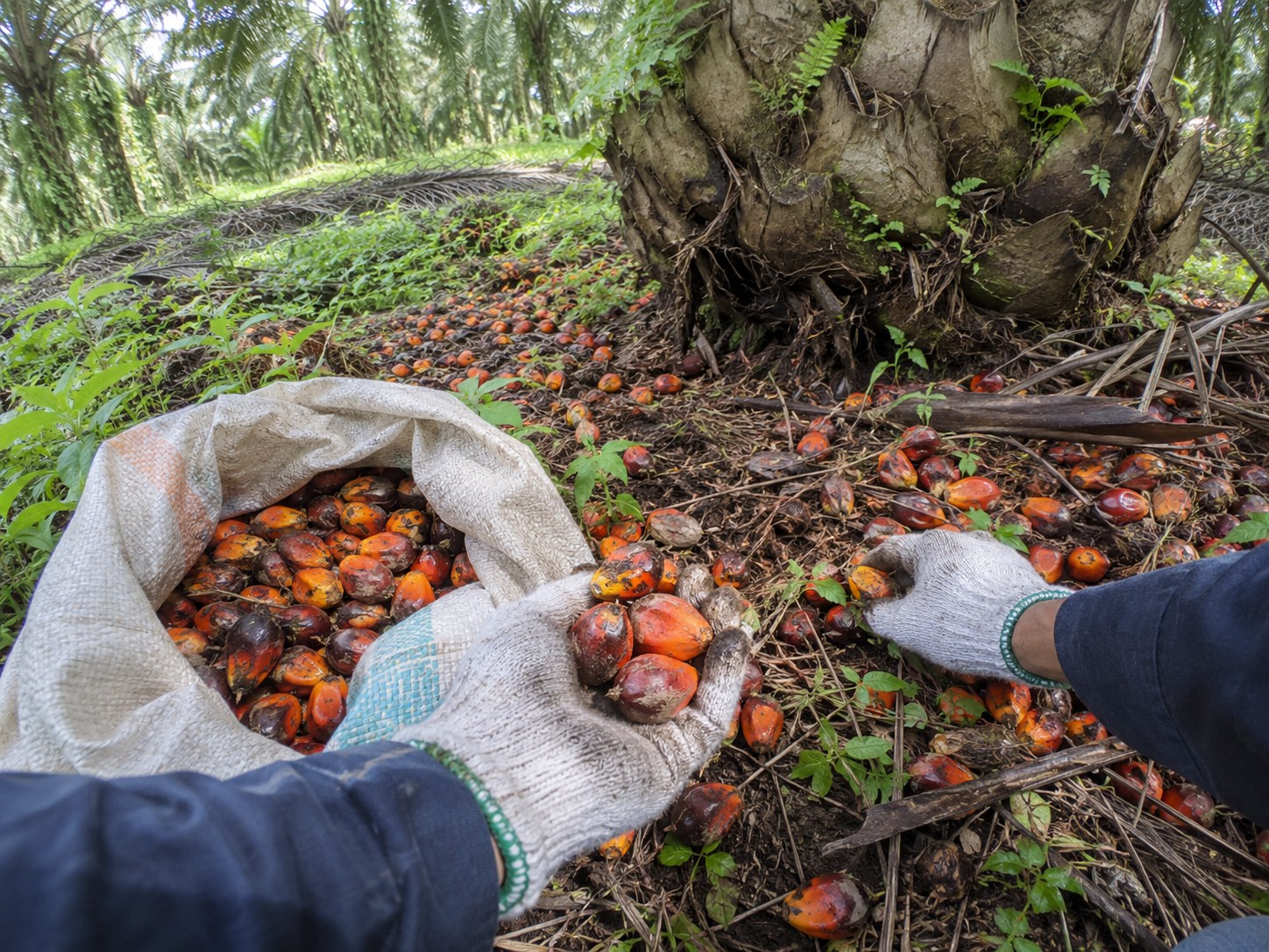 Gloved hands collecting orange palm fruitlets; AI-generated illustration