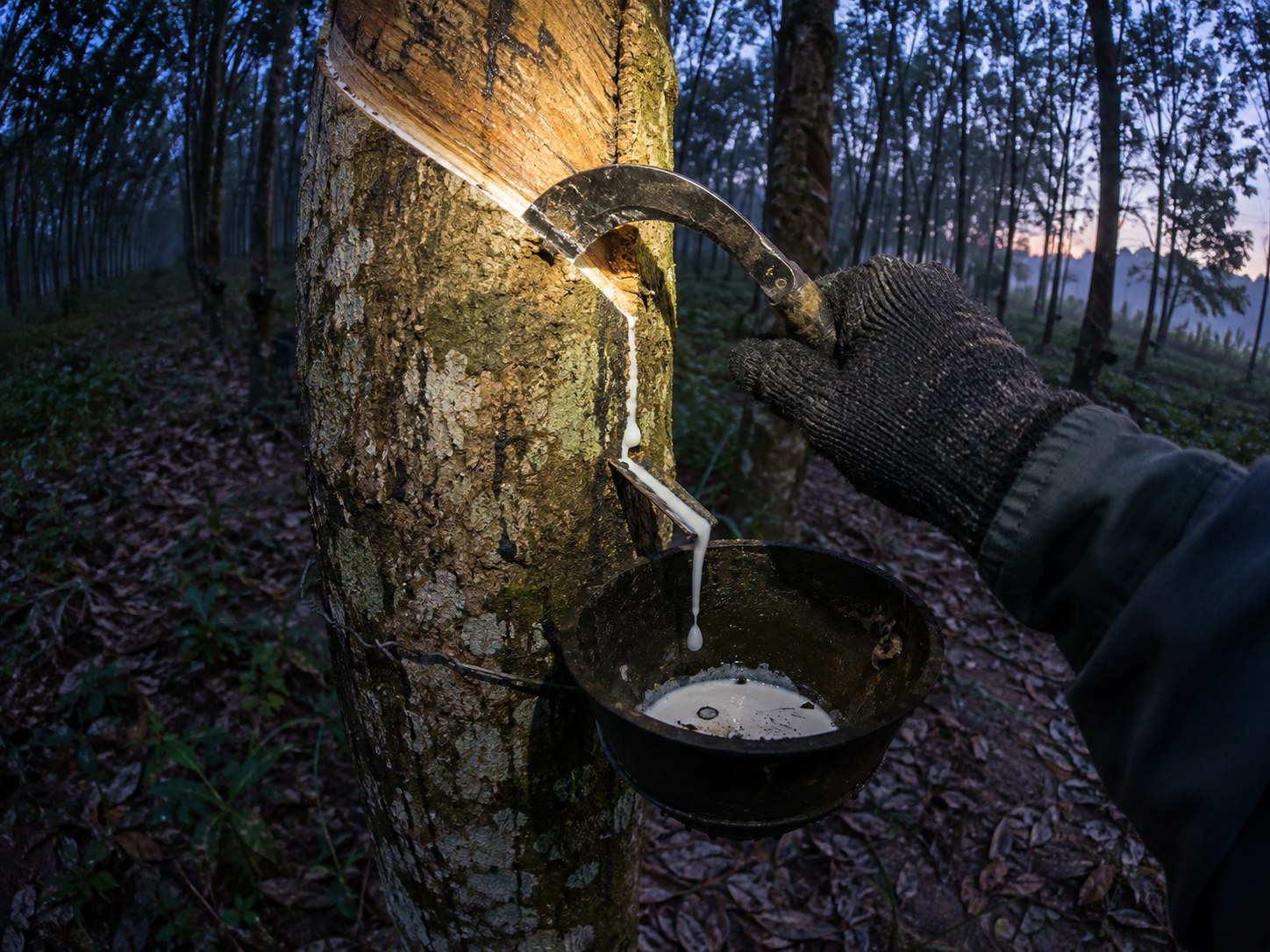 Rubber tapping and latex collection before dawn; AI-generated illustration